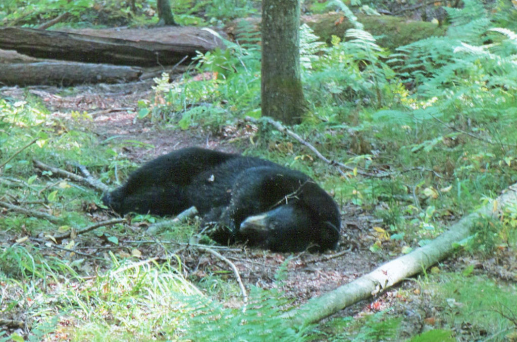 Wisconsin Black Bear Hunting Guide - Outback Guide Service of Bayfield County
