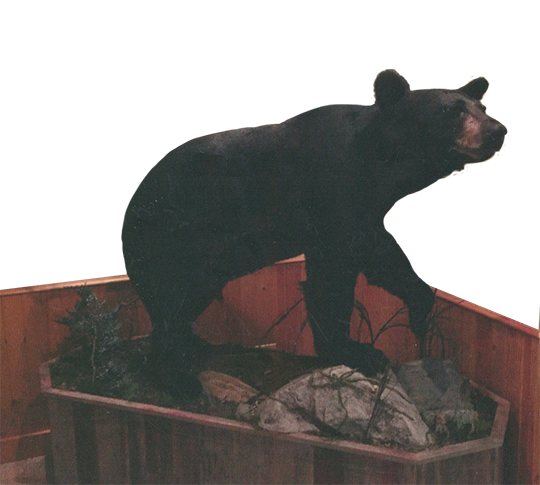 Black Bear Hunting Guide Northern Wisconsin Bayfield County